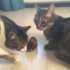 Kurmalı Kedi Eğitim Oyuncağı Tüylü Peluş Fare Yakalama İnteraktif Sevimli Eğlenceli Oyuncak 