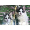 5D Elmas Boyama Sevimli Kediler İkili Kedi Resmi Tablosu 40x60 cm 