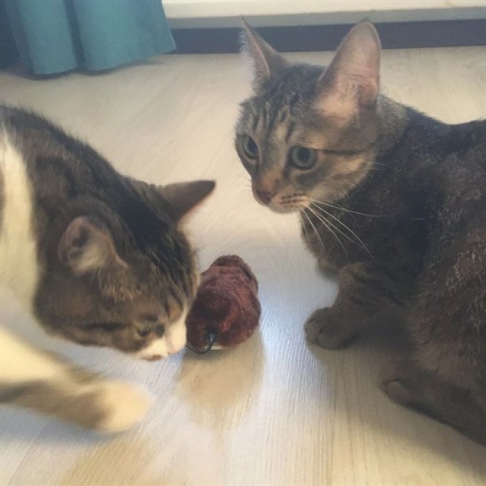 Kurmalı Kedi Eğitim Oyuncağı Tüylü Peluş Fare Yakalama İnteraktif Sevimli Eğlenceli Oyuncak 