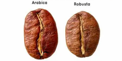 Robusta ile Arabica Kahveleri Nedir? Farkları Nedir?