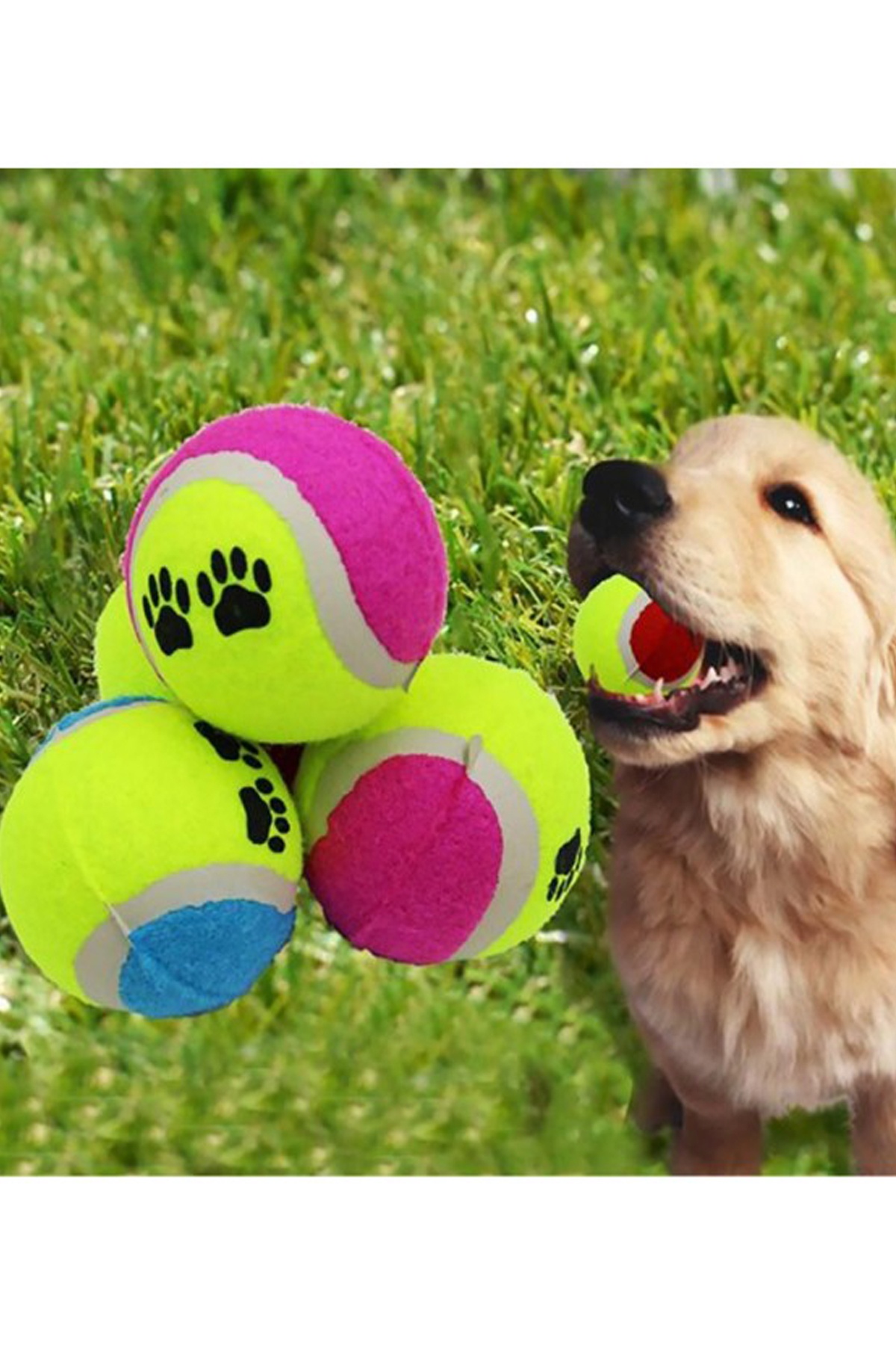 Köpek ve Kedi Eğitici Oyun Topu