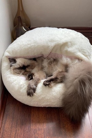 Yeni Stil Kedi Köpek Yatağı Yuvarlak Peluş Kedi Sıcak Yatak Ev Yumuşak Uzun Peluş Yatak