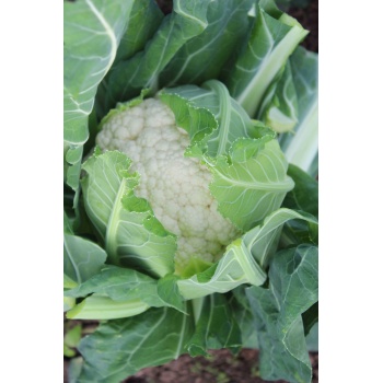 Andromeda Karnabahar Fidesi