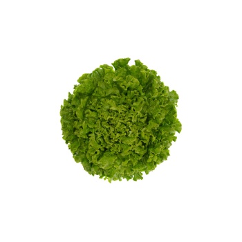 ALİSİON RZ(81-138) Kıvırcık Marul Tohumu (5000lik))