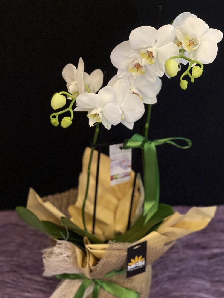 Beyaz Orkide (2 Dallı)