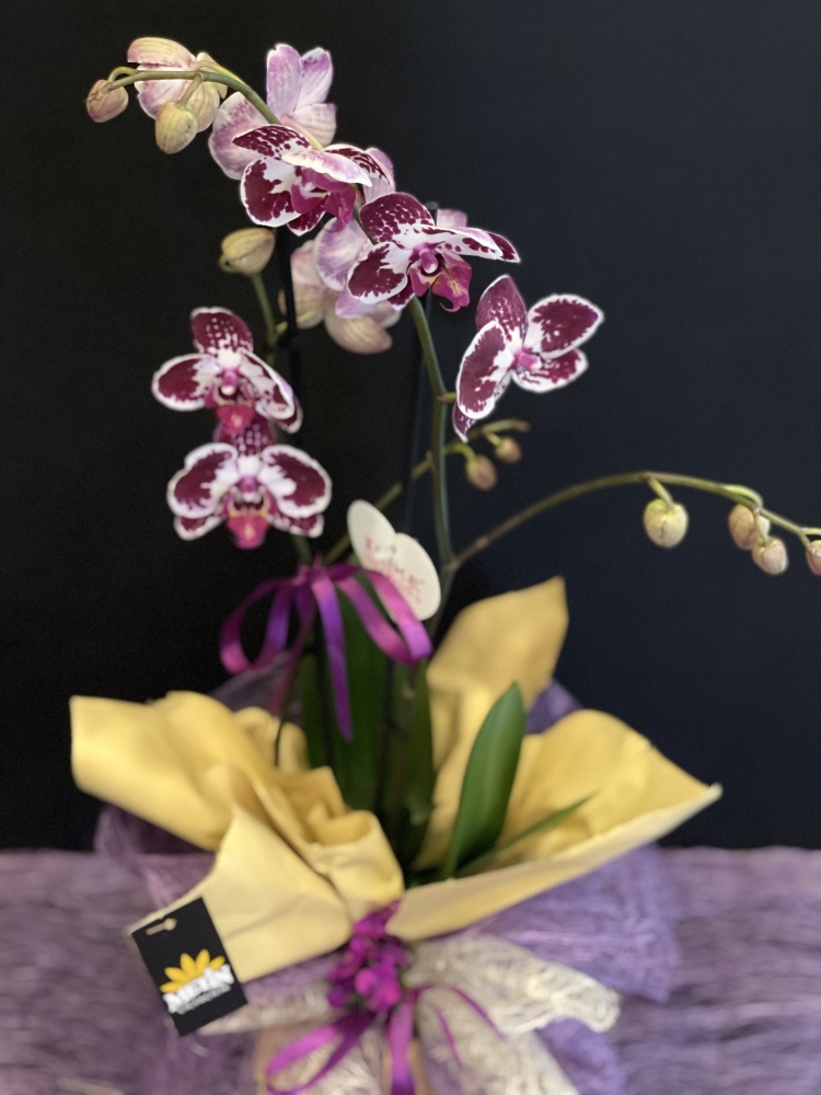 Beyaz Benekli Mor Orkide (2 Dallı)