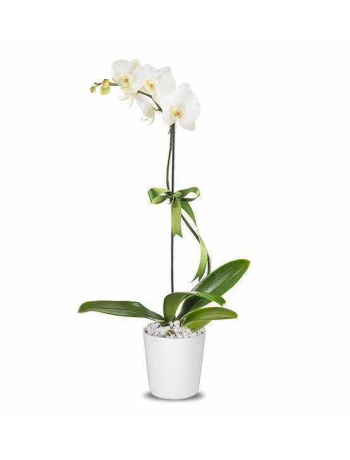 Beyaz Orkide (Tek Dallı)