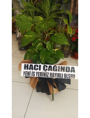 SARMAŞİK