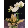 Beyaz Orkide (2 Dallı)