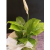 Spatifilyum Saksı Çiçeği