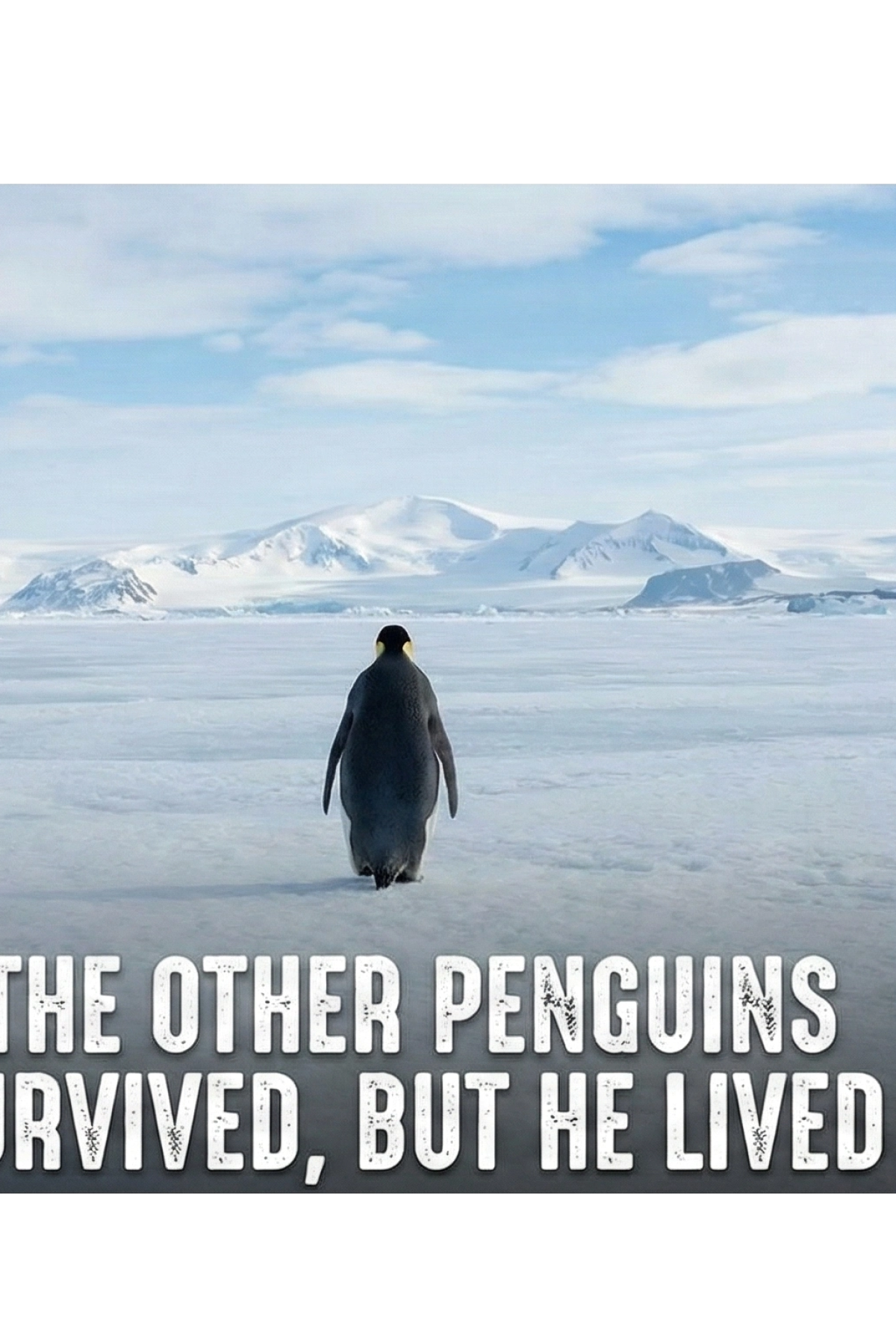 Kadın Oversize Hoodie - Sırt Baskılı Survivor Penguin Temalı, Felsefi Yazılı Kapüşonlu Sweatshirt - Siyah