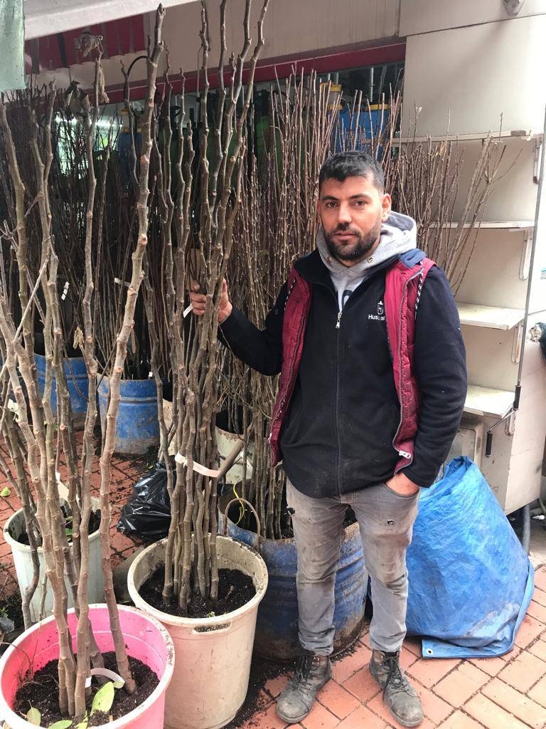 Amasya Çıtır Elma  Meyva Fidanı +120 Cm, Açık Köklü Aşılı 3 yaşında