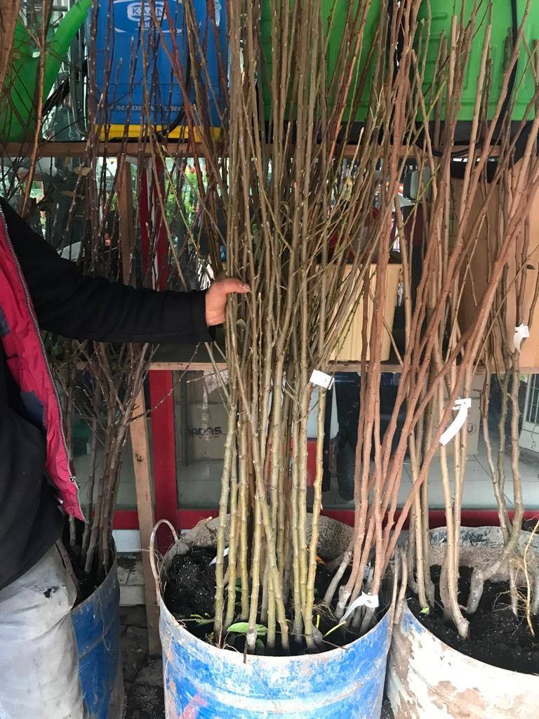 HURMA 2 ADET  (1 ADT ÇİKOLATALI +1 ADT TRABZON) Meyva Fidanı +120 Cm, Açık Köklü Aşılı 3 yaşında