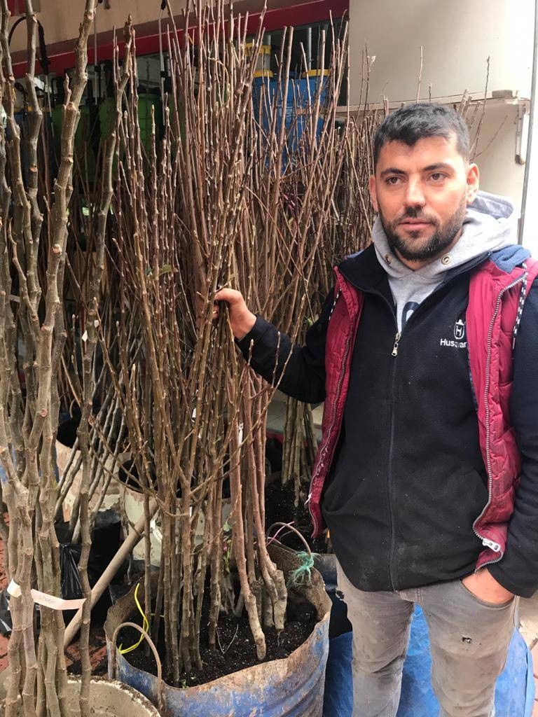 HURMA 2 ADET  (1 ADT ÇİKOLATALI +1 ADT TRABZON) Meyva Fidanı +120 Cm, Açık Köklü Aşılı 3 yaşında