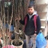Amasya Çıtır Elma  Meyva Fidanı +120 Cm, Açık Köklü Aşılı 3 yaşında