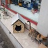 Dış & İç Mekan Ahşap Kedi Yuvası Ölçüleri: 35x40x40
