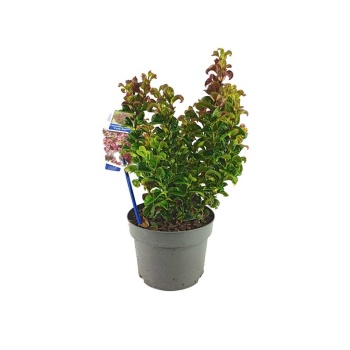 Leucothoe Axillaris Curly Red (17 Cm Saksıda)