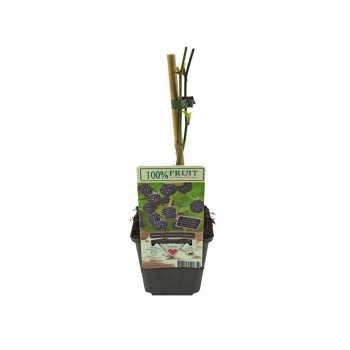 Rubus Thornless Blackberry (9 Cm Saksıda)