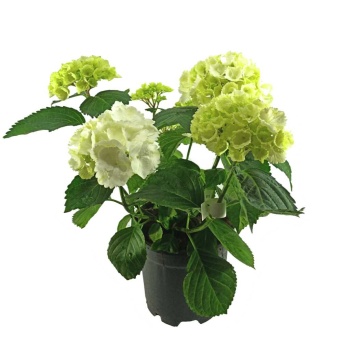 Hydrangea - Ortanca - Beyaz