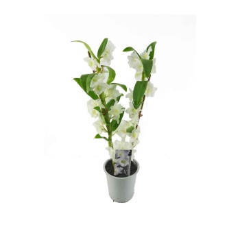 Dendrobium (12 Cm Saksıda)