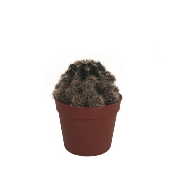 Rebutia Minuscula Kaktüs - 5,5 Cm Plastik Saksıda