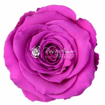 Rosa Şoklu  Ll-Xl Size Pur-02(6 Lı Kutu)