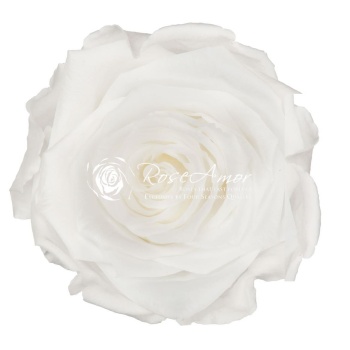 Rosa Şoklu Ll-Xl Size Whı-01