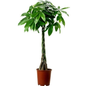 Pachira ( Pakira ) Ağacı 150 - 160 Cm Boyunda