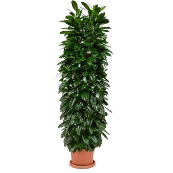 Ficus Cyathistipula - 240 Cm Boyunda