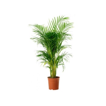 Areca Palmiye 100Cm