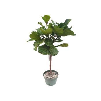 Ficus Lyrata Tijli (26 Cm Saksıda)