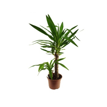 Yucca (Yukka) 2 Gövdeli Uzun