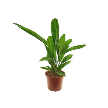 Licuala Grandis (27 Cm Saksıda)