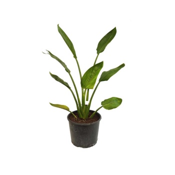 Yerli Strelitzia Nicolai - Starliçe (70 - 80 Cm)