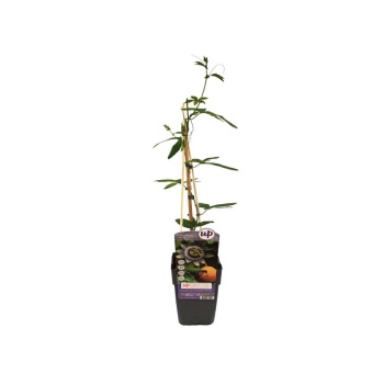Passiflora (15 Cm Saksıda)