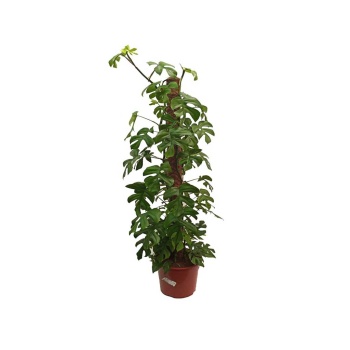 Monstera Minima (27 Cm Saksıda)