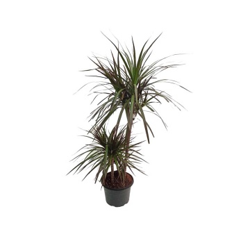 Dracaena Marginata Yerli (22 Cm Saksıda)