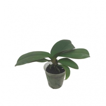 Çiçeksiz Mini Orkide Fidesi (5,5 Cm Saksıda)