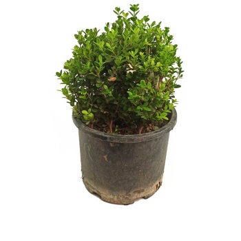 Buxus - Şimşir