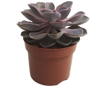 Echeveria Gibbiflora (12 Cm Saksıda)