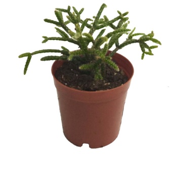 Rhipsalis Pilocarpa (5,5 Cm Saksıda)