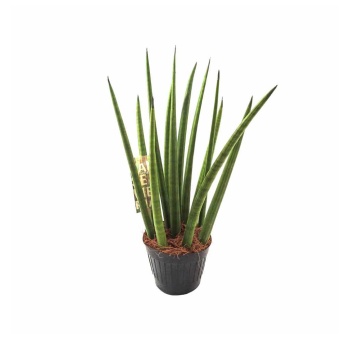 Sansevieria Cylindrica (12 Cm Saksıda)