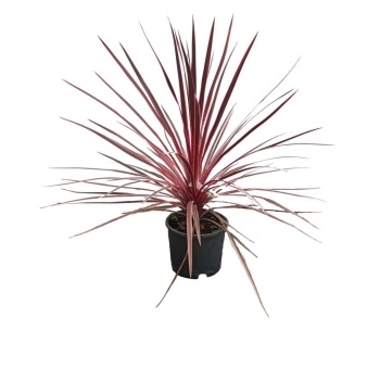 Cordyline Pembe (22 Cm Saksıda)