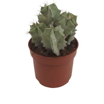 Cereus Peruvianus (10,5 Cm Saksıda)