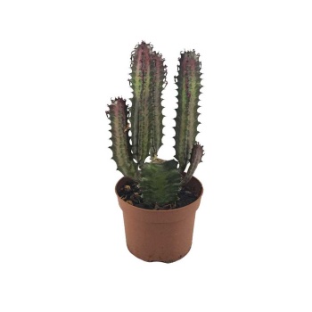 Euphorbia Trigona Rubra (17 Cm Saksıda)