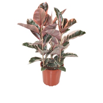 Ficus Elastica Belize (24 Cm Saksıda)