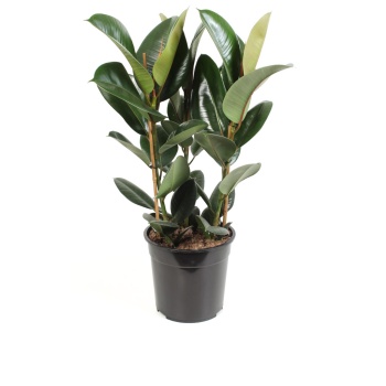 Ficus Elastica Robusta (24 Cm Saksıda)