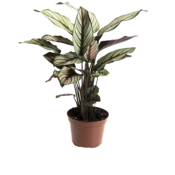 Calathea White Star - Beyaz Çizgili Kalatya (14 Cm Saksıda)
