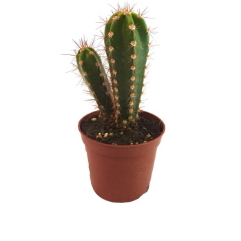 Cereus Jamacaru (8,5 Cm Saksıda)