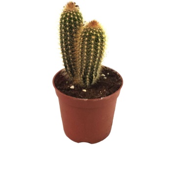 Echinopsis Chamaecereus (8,5 Cm Saksıda)